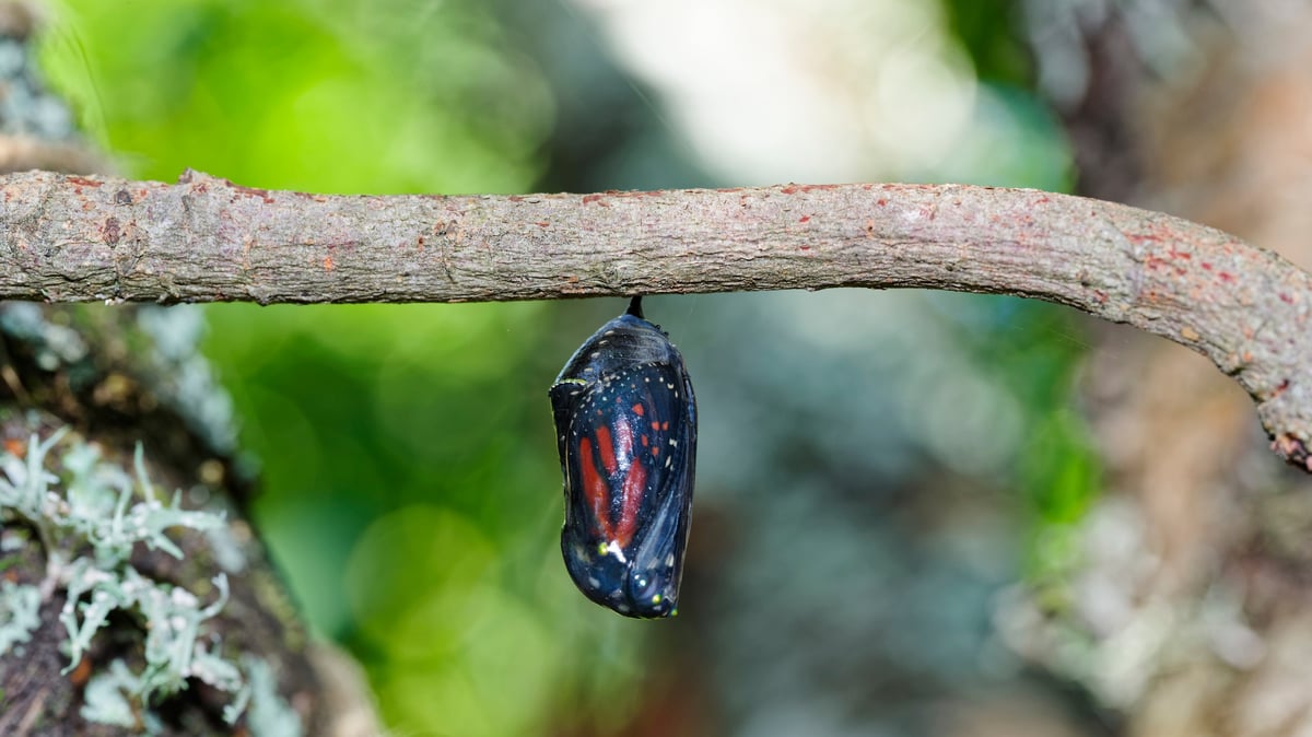 Crisálida de mariposa casi transparente, a punto de abrirse